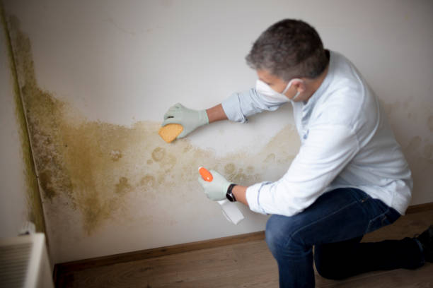 Mold Odor Removal Services in Ellijay, GA