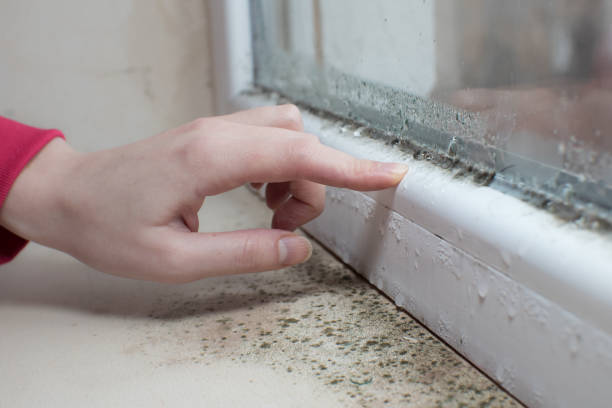 Best Mold Remediation for Healthcare Facilities  in Ellijay, GA