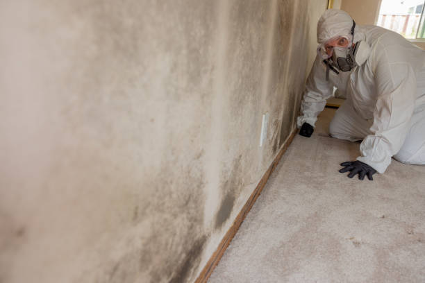 Best Mold Damage Restoration  in Ellijay, GA